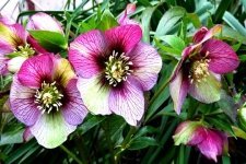 Helleborus in pot