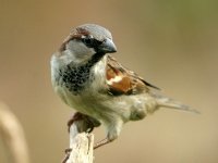 Tuinvogels tellen tijdens Het Grote Vogelweekend