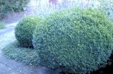 Zware taksterfte bij buxus