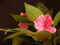 Vasteplantenfestival met kleurrijke bloemen