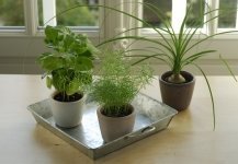 Kamerplanten water geven