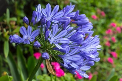 Leuke potplanten: de Agapanthus (Uitgelicht: tuinplanten)