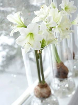 Inspiratie: combineer de amaryllis (Kamerplanten)