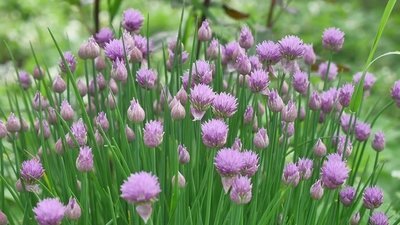 Drie leuke planten die bloeien in mei (Uitgelicht: tuinplanten)