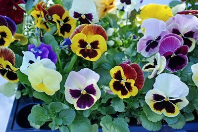 De bloembakken vullen met viooltjes in de herfst (Uitgelicht: tuinplanten)