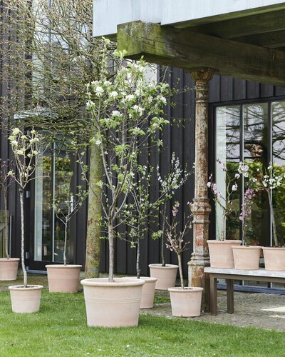 Bloesembomen in maart (Uitgelicht: tuinplanten)