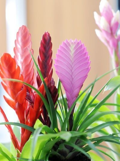 Bromelia (Kamerplanten)