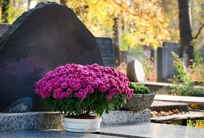 De Chrysant: de mooiste bloem om Allerheiligen mee te vieren (Feestdagen)