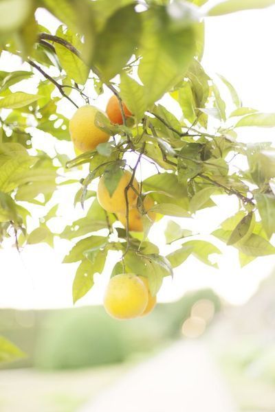 Citrusboompjes: Tuinplant van de maand maart 2017 (Uitgelicht: tuinplanten)