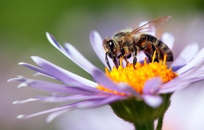 Dag van de honingbij (Dieren in de tuin)