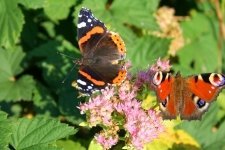 Maak van uw tuin een vlinderparadiijs