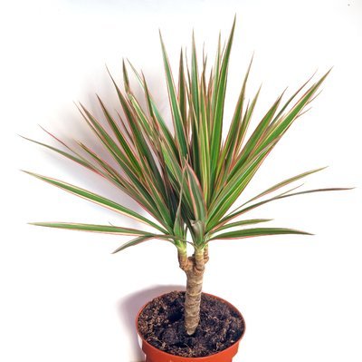 Kamerplant van de maand januari: Dracaena (Uitgelicht: woonplanten)