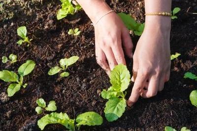 De eetbare tuin (Moestuin)