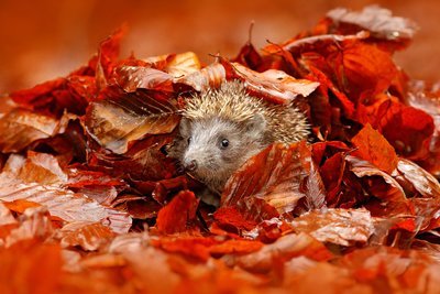 Zo maakt u uw tuin egelvriendelijk (Dieren in de tuin)