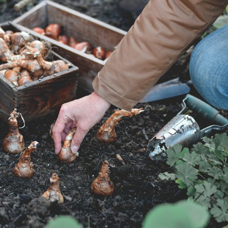 Bloembollen voor het voorjaar: Zo plant je ze (Uitgelicht: tuinplanten)