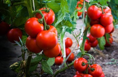 Tuinplanten van de maand mei: groenteplanten (Uitgelicht: tuinplanten)