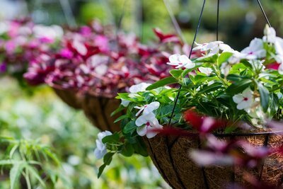 Hanging baskets en hangzakken (Tuinieren)