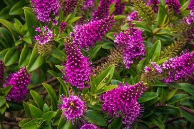 Tuinplant van de maand augustus: Hebe (Uitgelicht: tuinplanten)