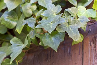 Tuinplant van de maand maart: Hedera (Uitgelicht: tuinplanten)