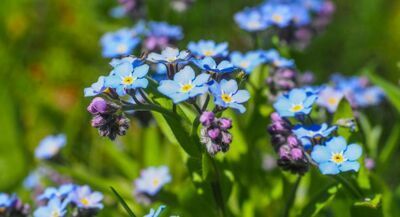 Hemelsblauwe bloemen voor Hemelvaart (Tuinieren)