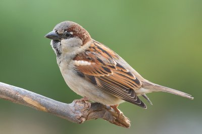 Tel mee tijdens het Grote Vogelweekend van Natuurpunt! (Dieren in de tuin)