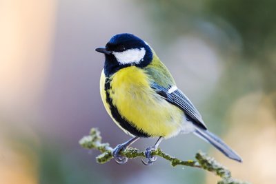 Uitslagen van het grote vogelweekend 2018 (Dieren in de tuin)