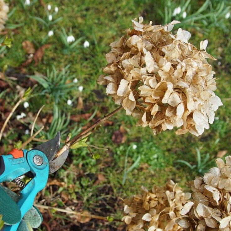 Hortensia Snoeien: Tips en Adviezen (Tuinieren)