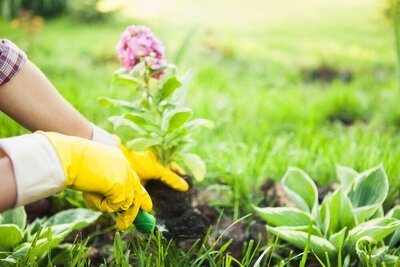 IJsheiligen: we kunnen de bloemetjes weer buiten zetten! (Tuinieren)