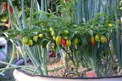 Verse kruiden uit uw eigen kruidentuintje! (deel 3) (Moestuin)