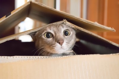 Vijf manieren om uw kat in huis te vermaken (Dierbenodigdheden)