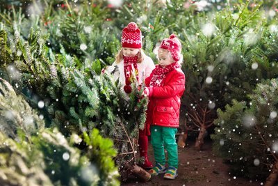 Waar moet u op letten bij het kopen van een kerstboom? (Kerst)