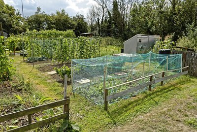 Bescherm uw moestuinplanten! (Moestuin)