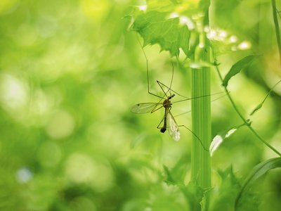 Muggen Werende Planten (Dieren in de tuin)