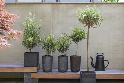 Tuinplant van de maand juli: de olijf (Uitgelicht: tuinplanten)