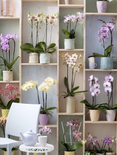 Phalaenopsis (Kamerplanten)