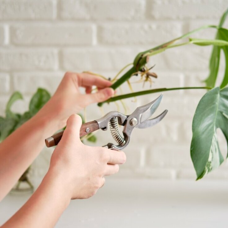 Alles over Planten Stekken (Do It Yourself)