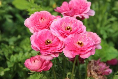 Ranunculus brengt kleur in de maand februari (Uitgelicht: tuinplanten)