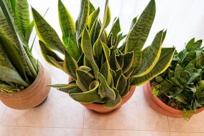 Kamerplantinspiratie: de Sanseveria (Kamerplanten)