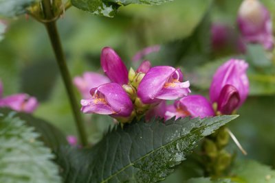 De Schildpadbloem is een prachtige herfstbloeier (Uitgelicht: tuinplanten)