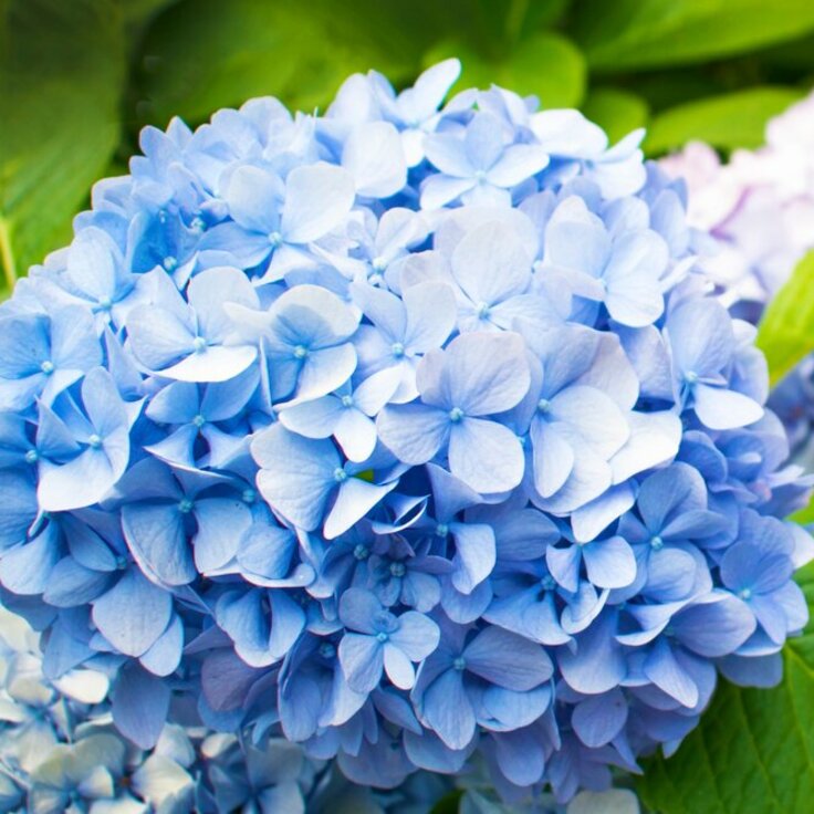 De (blauwe) bloemkleur bij hortensia’s