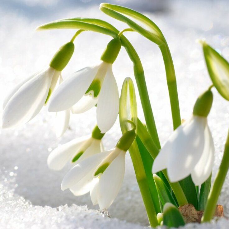 Voorbereiding: De basis van een gezonde wintertuin (Tuinieren)