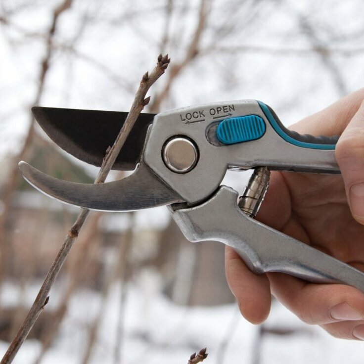 Winterse snoeiwerkzaamheden: Tips voor het snoeien van je tuin in de koude maanden (Tuinieren)