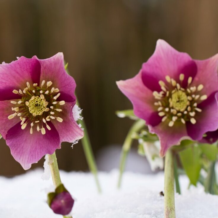 Wintertoppers onder de vaste planten