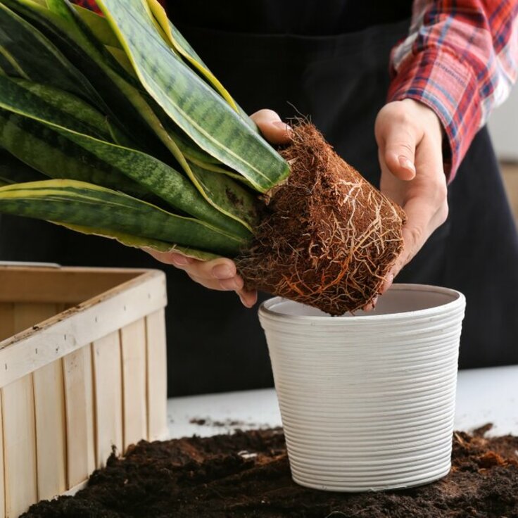 Weekendklusje: kamerplanten verpotten