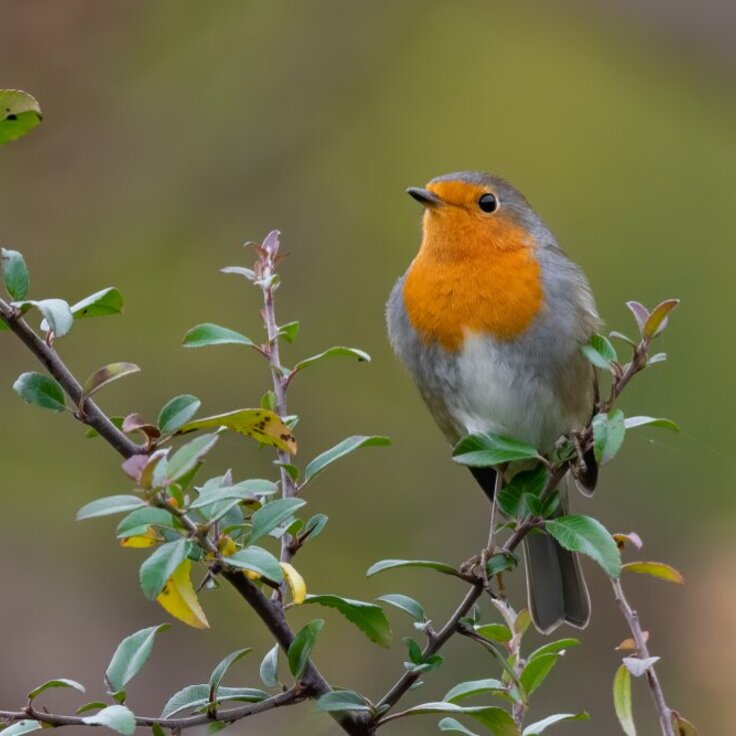 7 Tips om Meer Vogels naar je Tuin te Trekken in de Herfst (Dieren in de tuin)