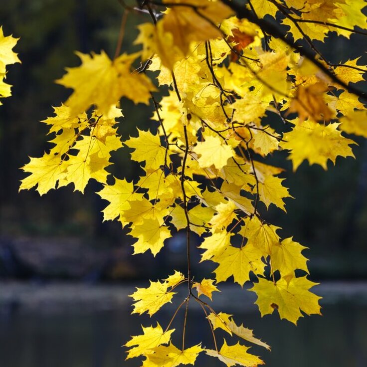 Wat te doen in de tuin in oktober?