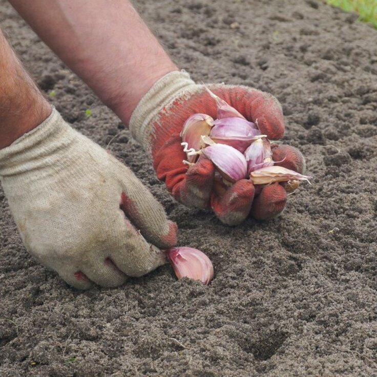 Kruiden combineren in je tuin