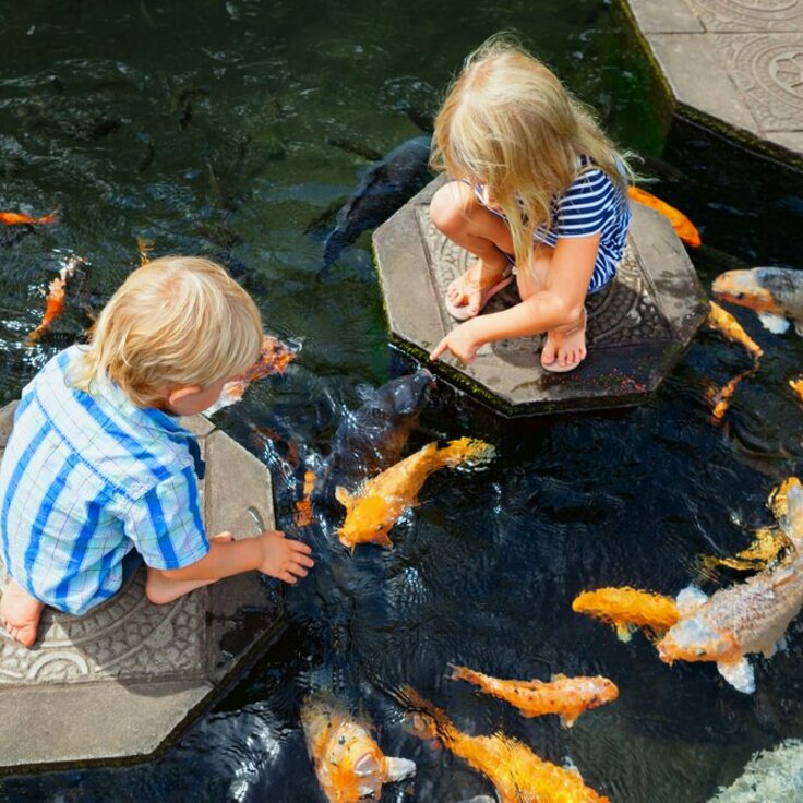 5 Redenen voor een Vijver in Je Tuin (Vijver)