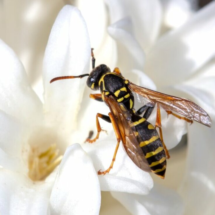 Effectieve en Veilige Manieren om Wespen te Bestrijden (Dieren in de tuin)