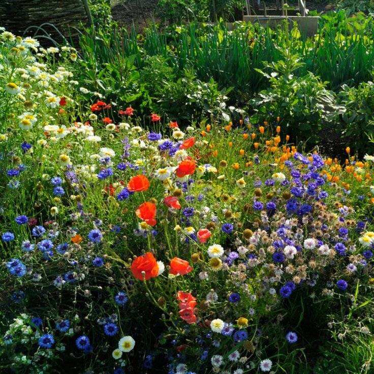 Bloemen in de moestuin - Een vak apart